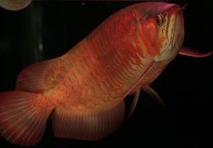 スーパーレッド・アロワナ